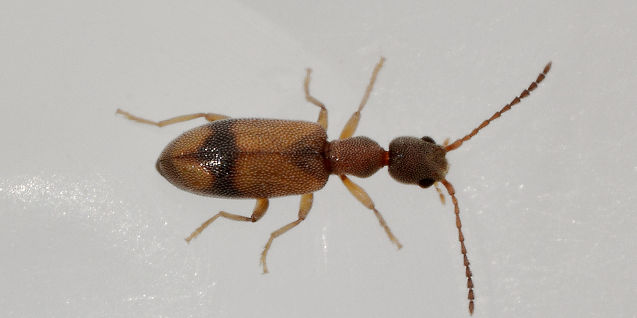 Anthicidae:  Endomia unifasciata